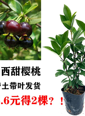樱桃树苗巴西甜樱桃黑果扁圆原杯带土带叶发货可盆栽地栽南方果苗