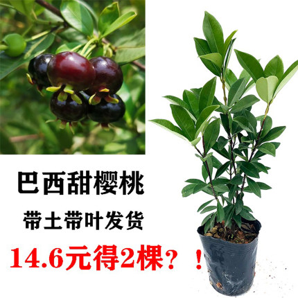 樱桃树苗巴西甜樱桃黑果扁圆原杯带土带叶发货可盆栽地栽南方果苗