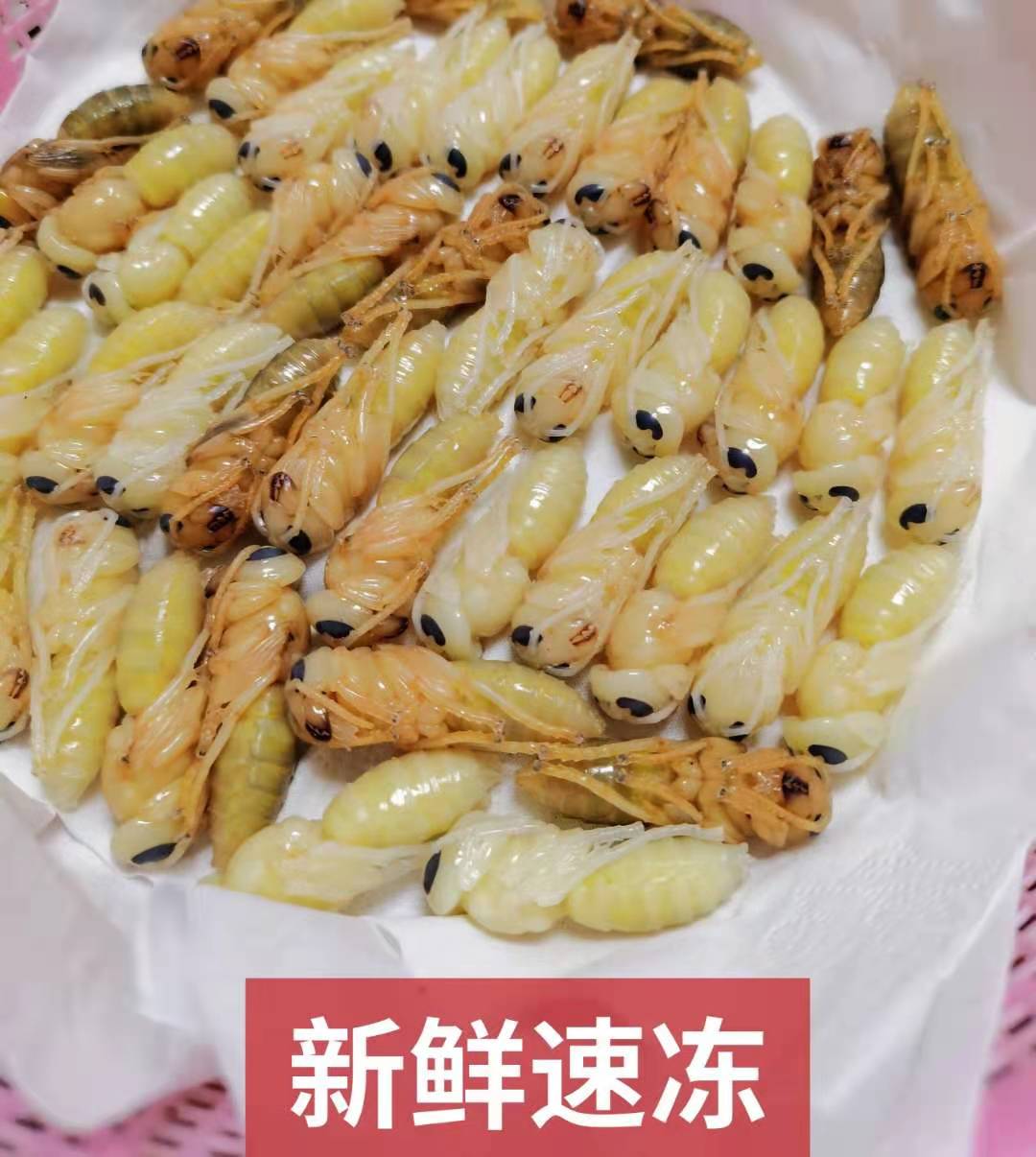 蜂蛹鲜活马蜂新鲜高蛋白二级蜂蛹