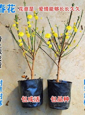 迎春花盆栽庭院绿化爬藤植物云南黄馨黄色小叶迎春花盆栽树苗四季