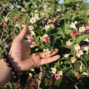 五彩锦带花树苗红王子锦带花直播间一物一拍