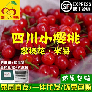 新鲜水果四川攀枝花米易黄草小樱桃西昌冕宁土国产汉源汶川恩特儿