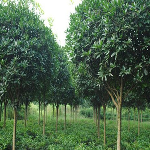 大叶女贞树苗大叶女贞树苗大叶女贞子小苗子园林工程观叶乔木