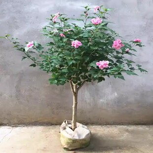 食用重瓣木槿花大红花木槿树苗阳台庭院绿化苗木地栽盆栽耐寒花卉