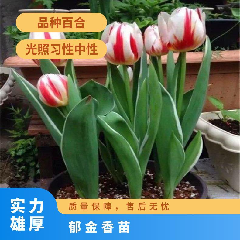 郁金香种球 荷兰球苗 基地直发货源充足 盆栽地栽花卉绿植包邮
