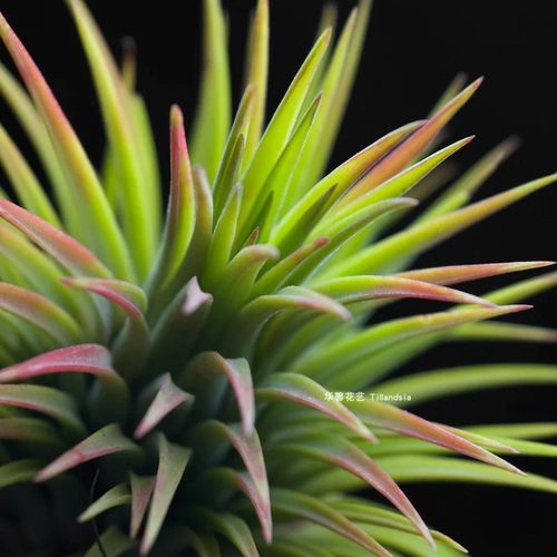 空气凤梨热带全红精灵T ionantha rubra无土植物室内阳台花卉绿植