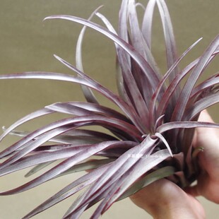 空气凤梨卡比塔塔多明戈tillandsia capitata v domingensis植物