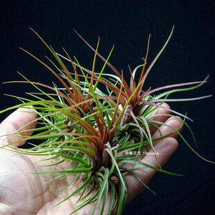 空气凤梨红雨林Tillandsia rainforest Red无土懒人植物花卉绿植