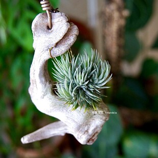 空气凤梨萝莉Tillandsia loliacea小型品种无土植物室内阳台绿植