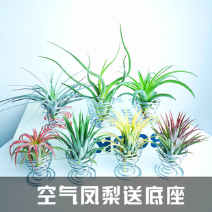 懒人植物 多品种可选 空气凤梨 无土植物 包邮 净化空气 满38