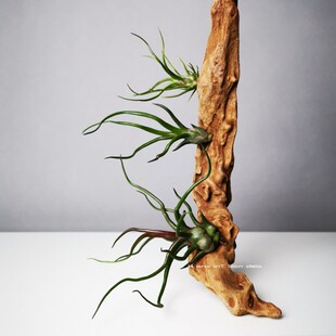 空气凤梨章鱼Tillandsia bulbosa无土植物室内阳台绿植花卉