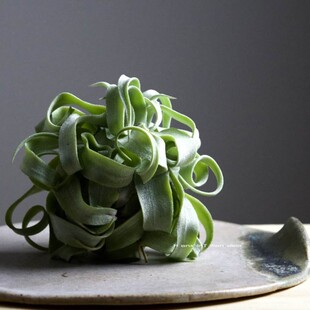 空气凤梨电烫卷Tillandsia streptophylla无土植物室内绿植花卉