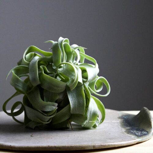 空气凤梨电烫卷Tillandsia streptophylla无土植物室内绿植花卉 - 封面