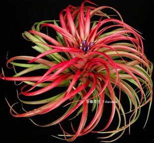 空气凤梨贝可利Tillandsia brachycaulos无土植物室内绿植花卉