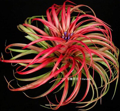 绿植空气凤梨桌面易养活无土植物