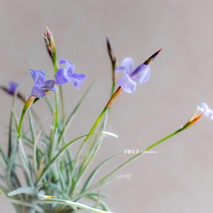 空气凤梨扁担西施 Tillandsia bandensis无土植物绿植花卉造微景