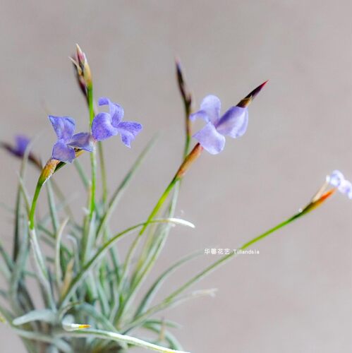 空气凤梨扁担西施 Tillandsia bandensis无土植物绿植花卉造微景
