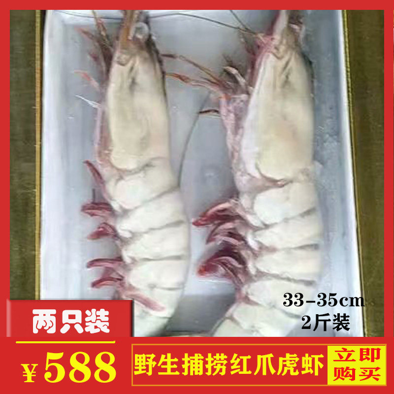 巨型红爪虎虾黑虎虾鲜活超大新鲜大对虾特大虾水产冷冻即食大鬼虾