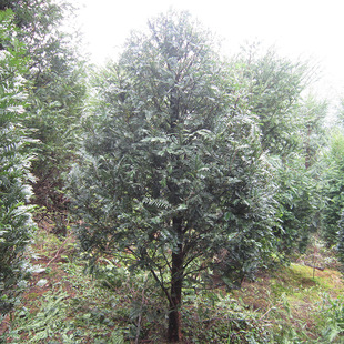 南方红豆杉大树苗绿植地栽盆栽正宗绿化别墅庭院室内种红豆杉树苗