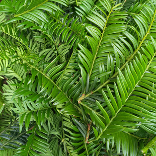 红豆杉鲜叶子正宗南方红豆杉新鲜树叶子富含紫杉醇另有果根皮包邮