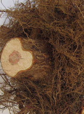 红豆杉老根树根雕刻毛料工艺品装饰 DIY红豆杉树兜原木料包邮