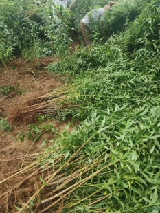 山西发货毛桃实生苗  桃树砧木嫁接占地绿化毛桃实生苗嫁接桃李