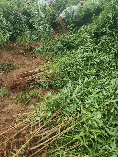 山西发货毛桃实生苗  桃树砧木嫁接占地绿化毛桃实生苗嫁接桃李