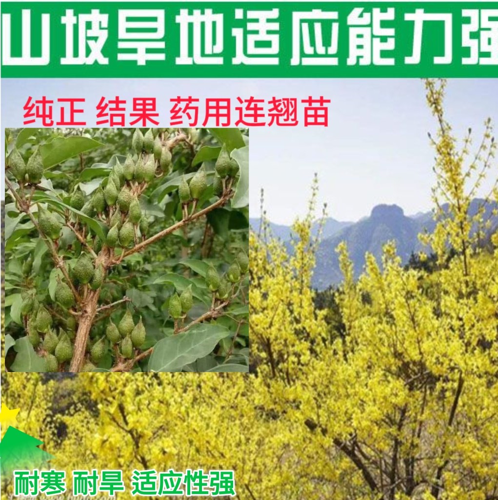 连翘苗 山西 药用高产大果连翘