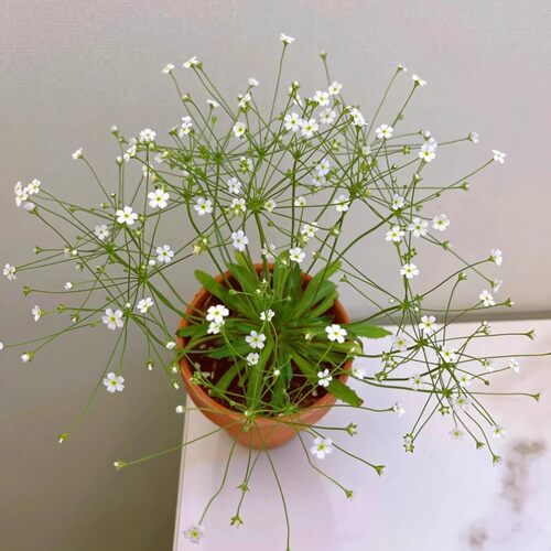 点地梅星辰盆栽星星小花年宵花庭院阳台花园四季花卉观花植物包邮