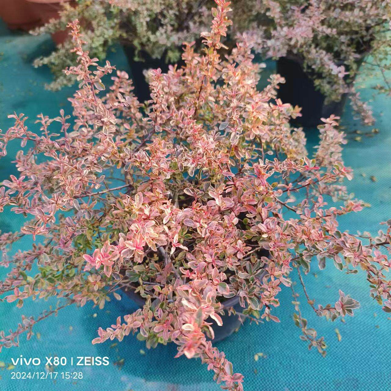 小丑火棘盆栽 地栽多年生常绿灌木彩叶 花镜植物四季不同颜色耐寒