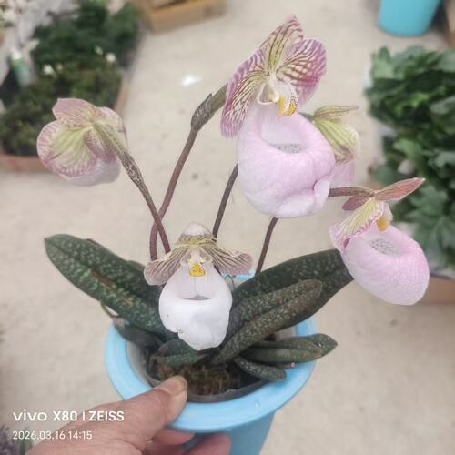 玉女兜兰带花苞4苗5花盆栽苗精选兰花观花植物四季花卉原盆发好养