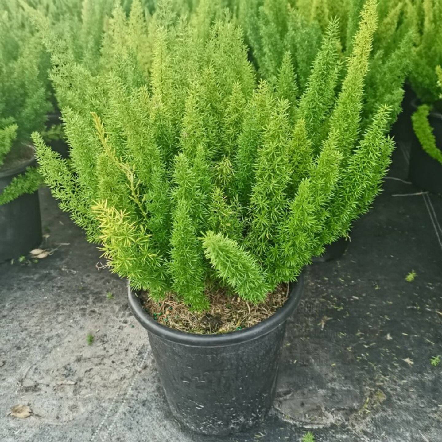 狐尾天门冬盆栽绿植花卉阳台庭院花园装饰四季耐寒皮实好养.包邮