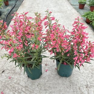毛地黄吊钟柳盆栽花苗多年生花园阳台花镜绿植多年生耐寒宿根植物