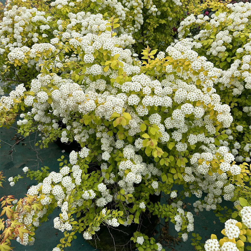 荷兰进口木本花卉菱叶绣线菊