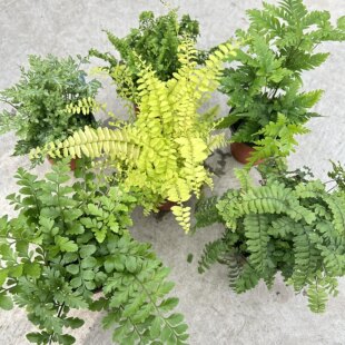盆栽植物花卉绿植基地出货铁线蕨凤尾蕨波斯顿厥室内耐阴盆栽植物
