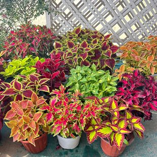 彩叶草盆栽紫苏苗阳台庭院花园调色造景观叶植物耐旱耐晒好养包邮