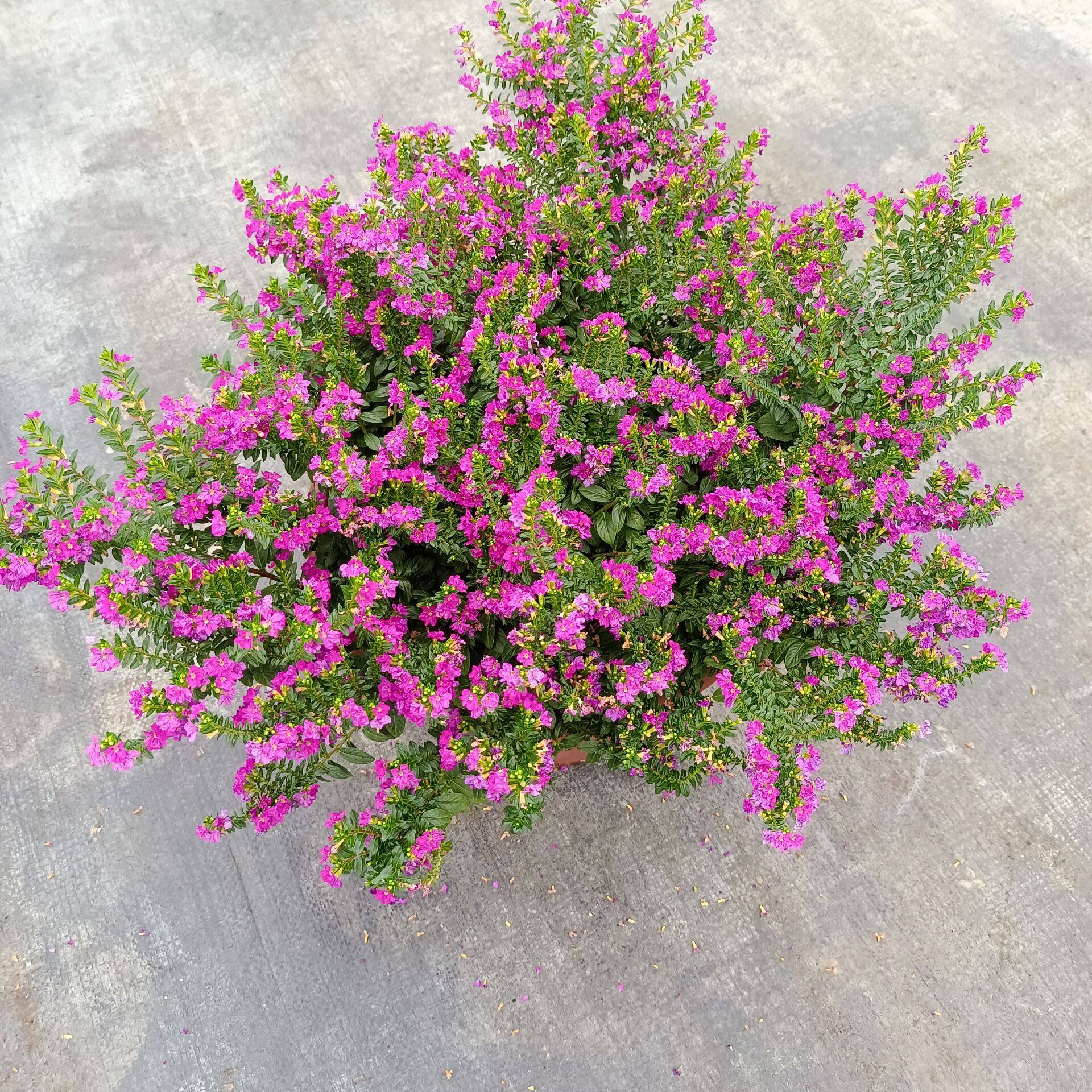 满天星盆栽又名孔雀花 四季开花易养护多年生观花植物好养活耐寒