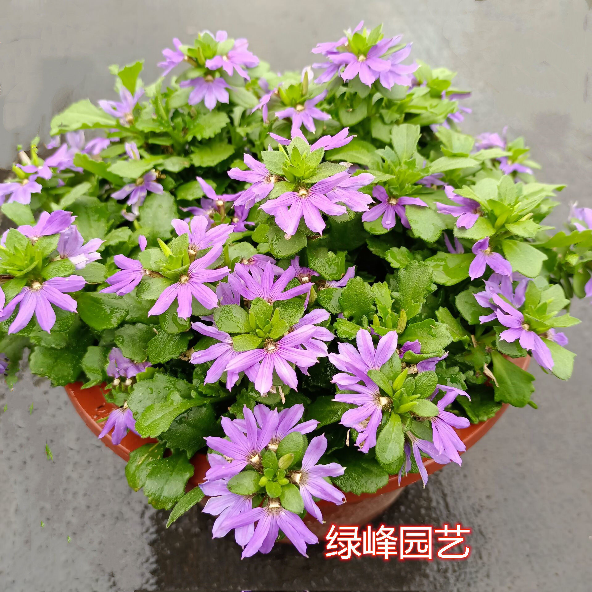 半扇花图片,半扇猪图片_大山谷图库