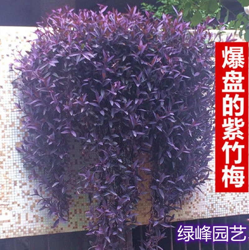 紫鸭跖草又名紫竹梅紫叶草紫锦草庭院阳台花镜易爆盆四季花卉包邮