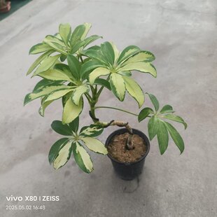 花叶鸭脚木盆栽鹅掌木七叶莲花苗室内外观叶植物四季好养易活包邮