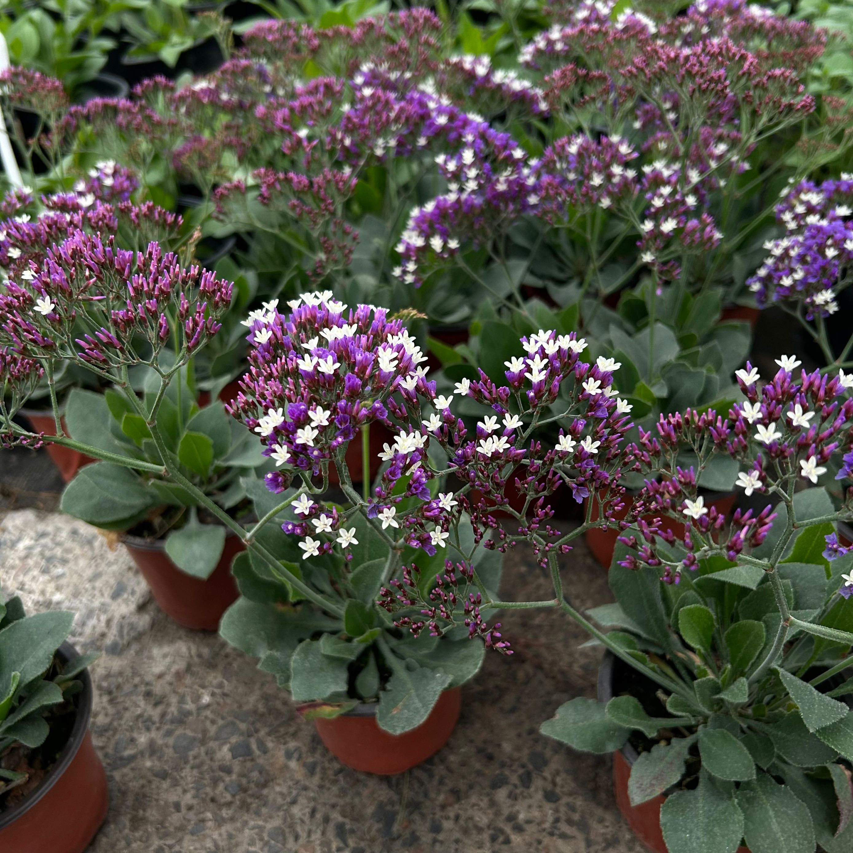 补血草勿忘我情人草星晨花花园好