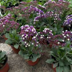 情人草星晨花补血草勿忘我盆栽花苗阳台花园花海植物宿根花卉包邮