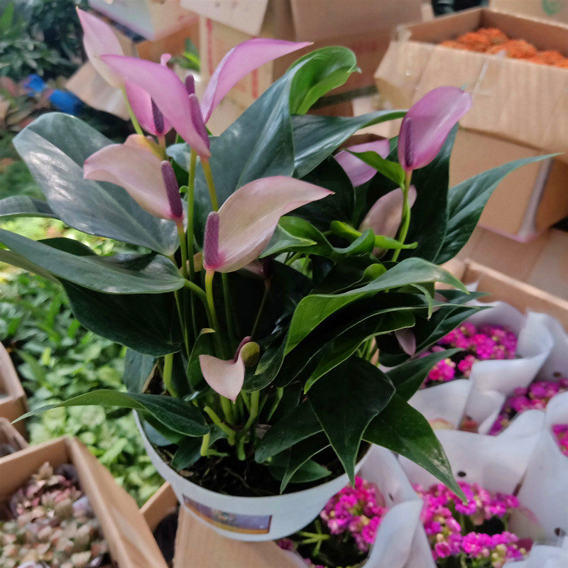 进口花苗紫掌香妃齐祖盆栽阳台庭院花卉带花苞室内客厅吸甲醛好养