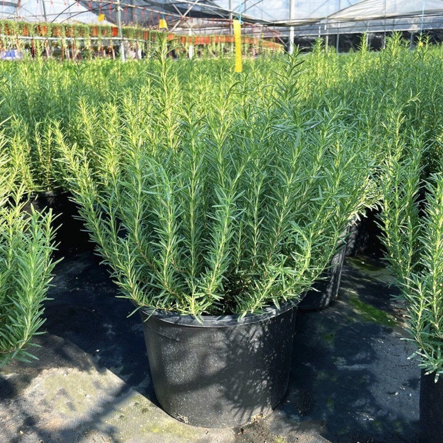 迷迭香盆栽薄荷百里香紫苏室外阳台庭院花园食用香料耐寒绿植包邮