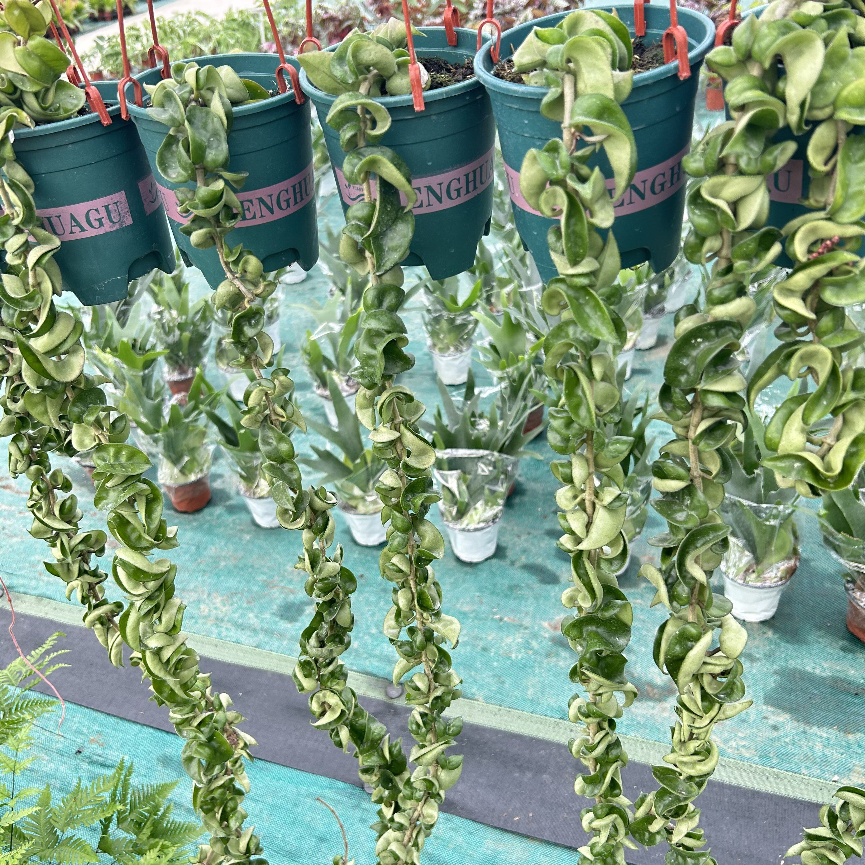 卷叶球兰】稀有多肉植物爬藤垂吊植物办公室内阳台绿植花卉盆栽包