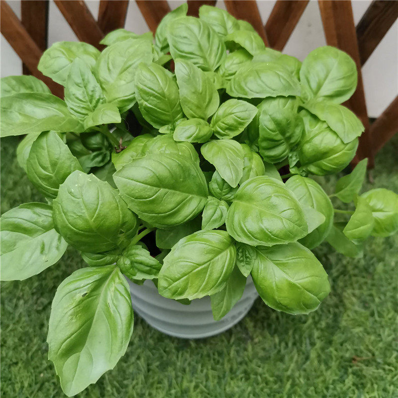 罗勒紫苏苗百里香阳台四季薄荷叶食用香草料芳香植物绿植包邮盆栽