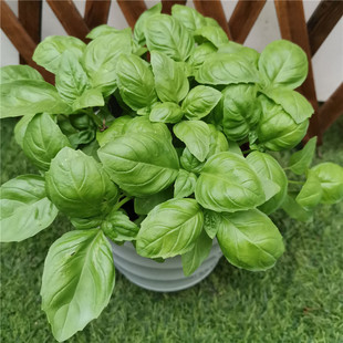 罗勒紫苏苗百里香阳台四季薄荷叶食用香草料芳香植物绿植包邮盆栽