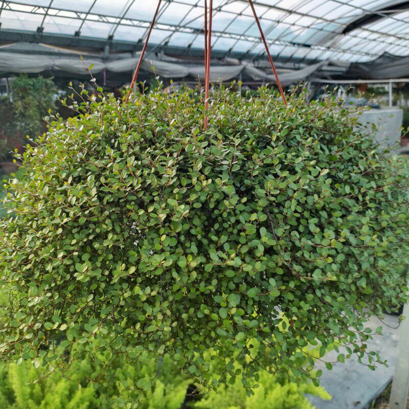 千叶吊兰盆栽垂吊壁挂绿植花卉常春藤般新家阳台庭院观叶植物包邮