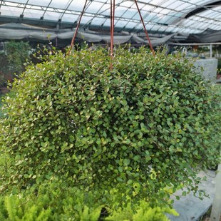 千叶吊兰盆栽垂吊壁挂绿植花卉常春藤般新家阳台庭院花吸甲醛包邮