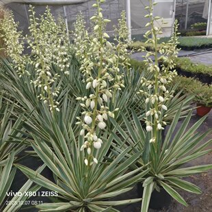 金边凤尾兰.玉带草.喜林草.火炬花 金叶丝兰 庭院阳台多年生.包邮